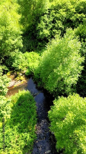 Serene stream surrounded by dense foliage and sunlight, Vibrant green stream with sunlit leaves and peaceful flowing