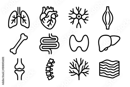 Human Body Icons. Body System Elements linear set: respiratory tract, circulatory heart, nervous web, muscular band, skeletal limb, digestive tube, gland icon, organ silhouette,
