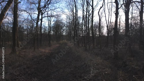 Rijkevorsel, Antwerpse Kempen, Belgium, winter woodland trail with sun through bare branches. narrow dirt path winds between tall trunks, long shadows cut