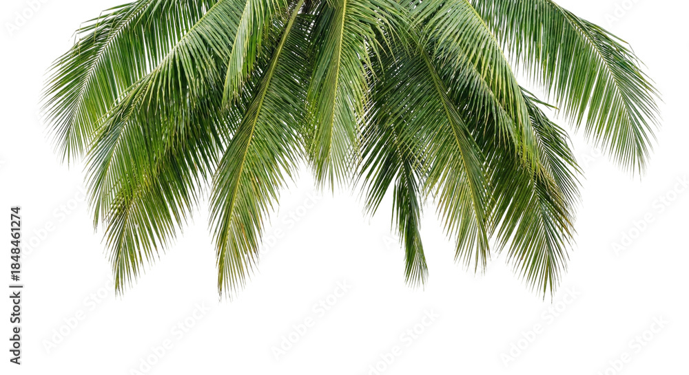 Fototapeta premium palm tree on white background