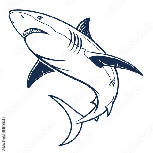 shark vector illustration
