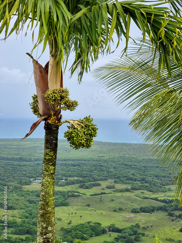 Unripe fruits of the coconut palm.
