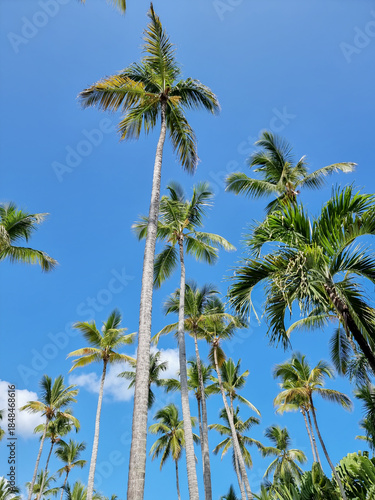 Palms. Palm trees against a blue sky background.