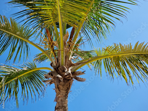 Palms. Palm trees against a blue sky background.