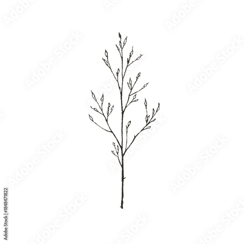 A simple black and white illustration of a single bare tree or plant with branches and buds