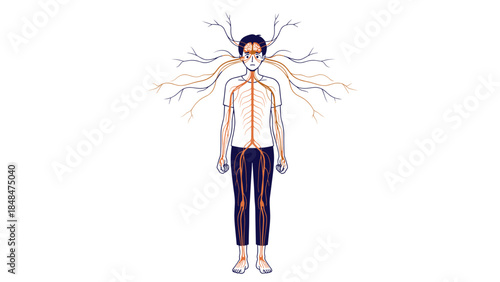 Human nervous system diagram with nerve pathways and brain connections in artistic style