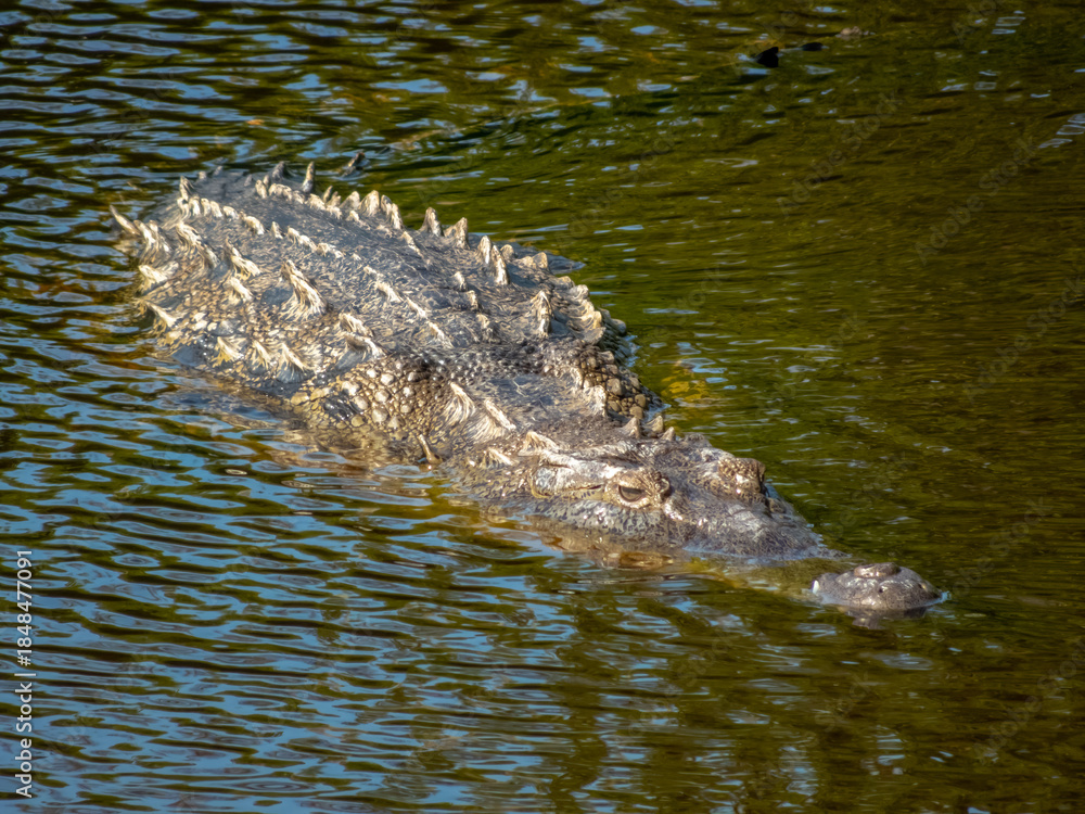 Naklejka premium A wild crocodile glides through murky tropical water, revealing its jagged dorsal scales and sharp eye in a high-angle wildlife shot in Huatulco, Oaxaca, Mexico.