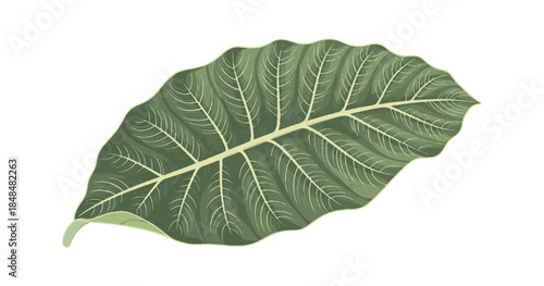 A single fresh green leaf with a detailed organic texture and natural veins isolated on a white background for a macro botany foliage object