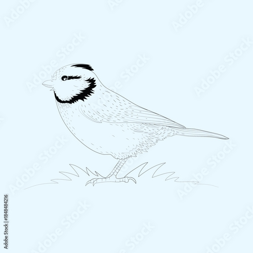 Detailed black and white line art drawing of a small crested bird standing on sparse grass against a pale blue background perfect for coloring books or nature studies