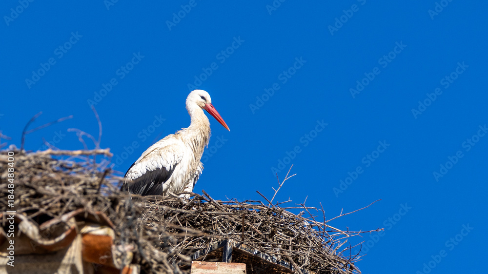 Fototapeta premium White stork [Ciconia ciconia] nesting on ancient church next to castle in Medellin Spain ESP