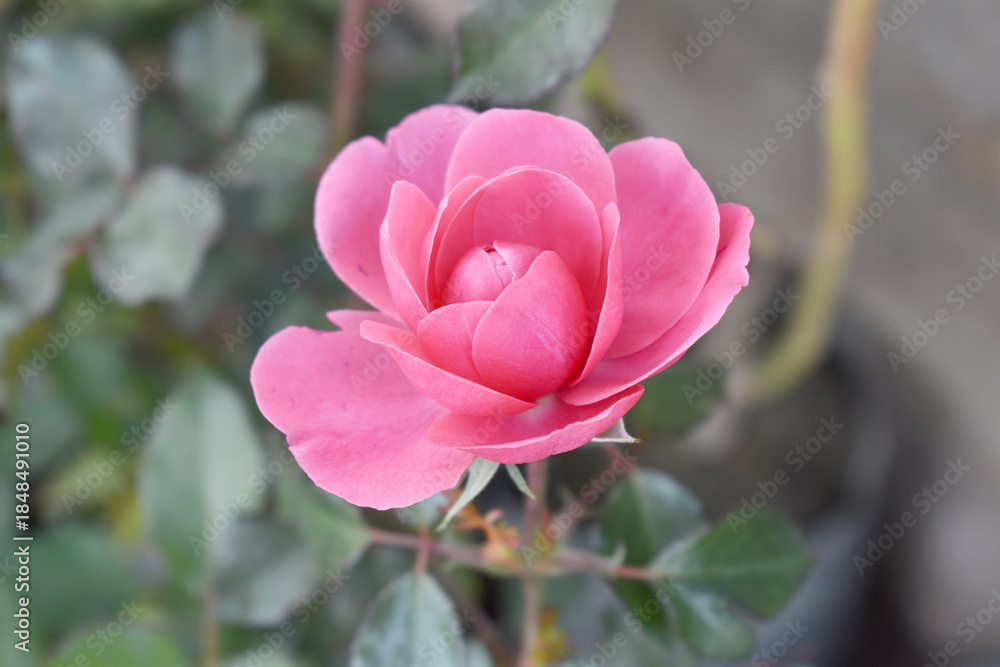 Fototapeta premium Beautiful pink rose flower closeup in garden, A very beautiful pink yellow rose flower bloomed on the rose tree, Rose flower closeup, bloom flowers, Natural spring flower floral background