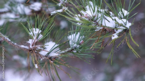 focus on tiny grass stalks under fresh crispy snow 
