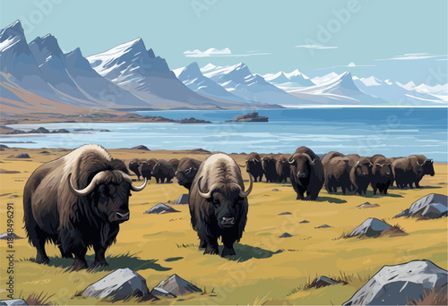 a herd of musk oxen with shaggy brown fur grazing on a grassy tundra in Greenland, set against a backdrop of blue coastal water and jagged snow-capped mountains