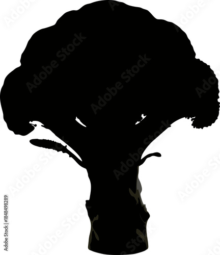 Silhouette of a Broccoli Head.