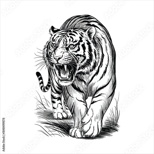 Fierce Walking Tiger Illustration - Detailed Vintage Etching Art