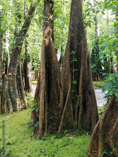Jungle forest with tropical trees Adventure background