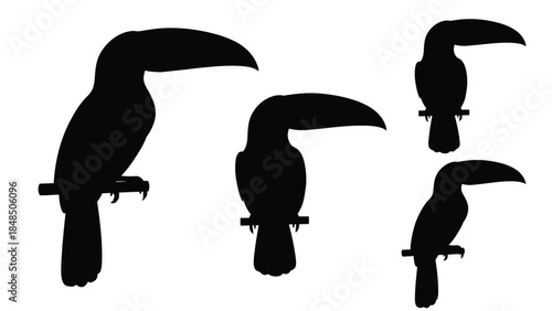 Silhouettes of toucans a study in tropical bird shapes and forms