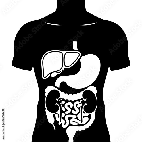 Human anatomy outline with internal organs