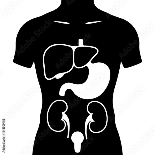 Human anatomy organs outline with transparent background