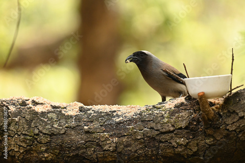 Grey Treepie Perched on Mossy Branch Eating Seeds in Sattal