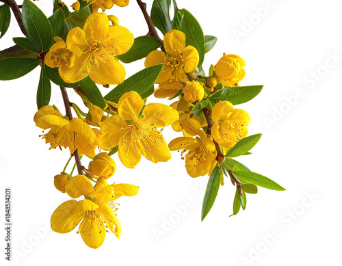 Branch with vibrant yellow flowers and green leaves isolated on black