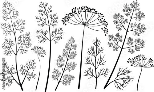 Black and white of dill plants with seeds botanical