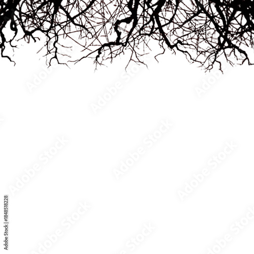 Silhouetted tree branches against a white background, viewed from below, showcasing intricate patterns and textures