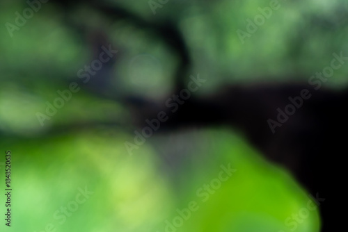Blurred green leaf and trunk tree background