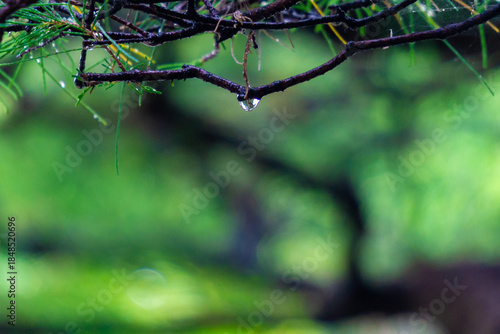 pine tree branch with water droplets hanging from it after rain, with a blurred background of the rest of the tree and green foliage. Selective focus