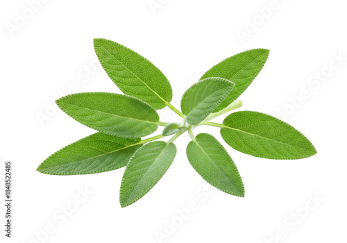 Fresh sage leaves isolated PNG, aromatic herb with velvety texture for culinary use and herbal medicine on transparent background