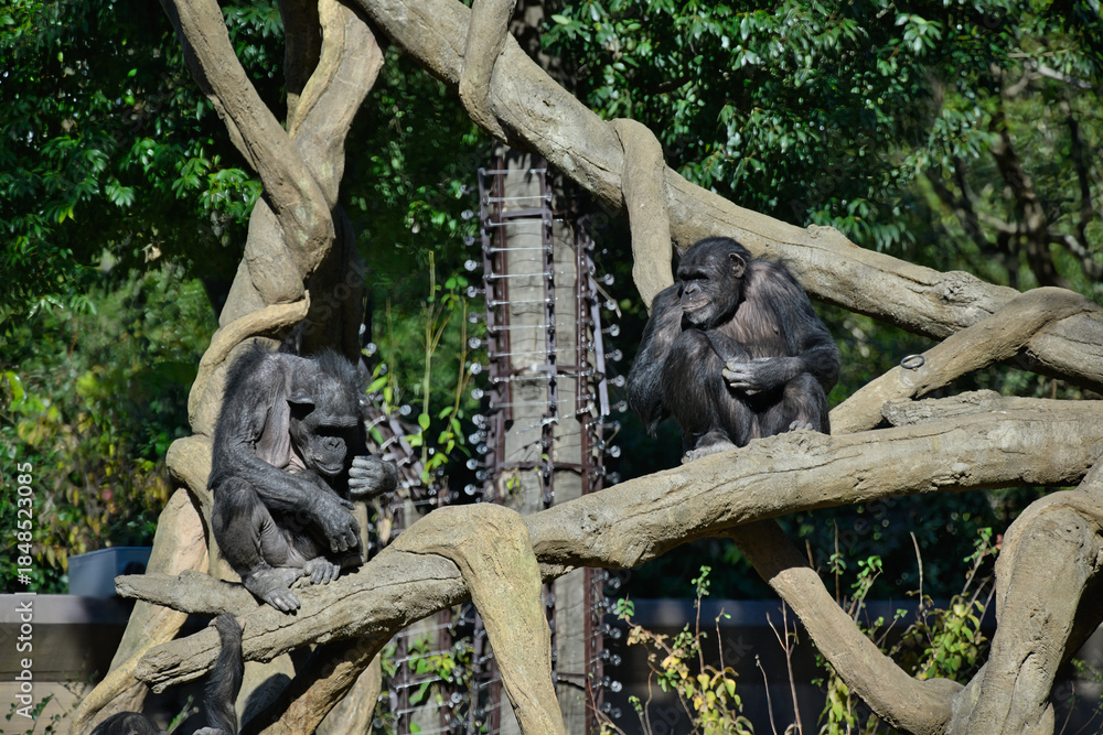 Obraz premium チンパンジー