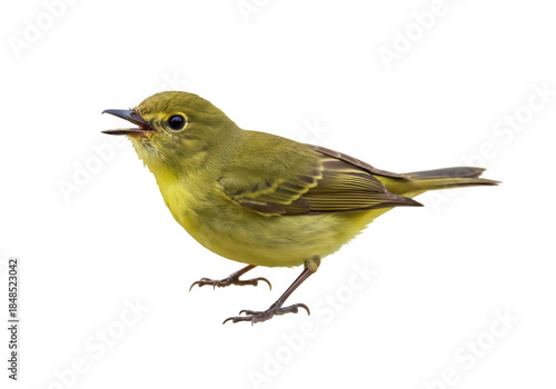Fotografie Olive-green warbler PNG isolated on transparent background, small bird with open