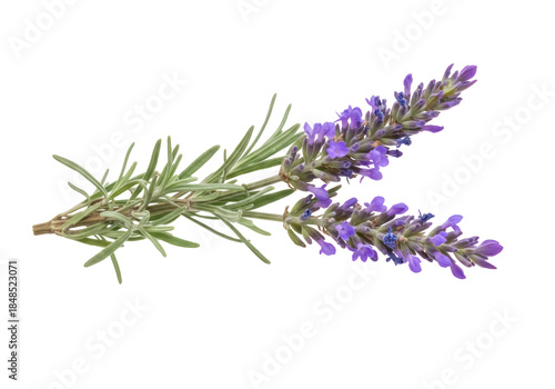 Картината върху платно Sprig of fragrant lavender isolated PNG on transparent background, aromatic herb