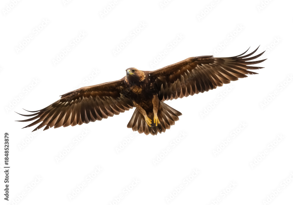 Obraz premium Majestic golden eagle flying isolated PNG on transparent background, powerful bird of prey with outstretched wings for wildlife and nature designs