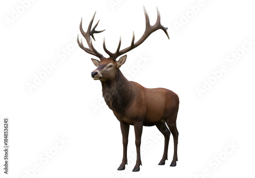 Majestic red deer with large antlers isolated PNG, standing tall on transparent background Wildlife animal for nature and outdoor design projects