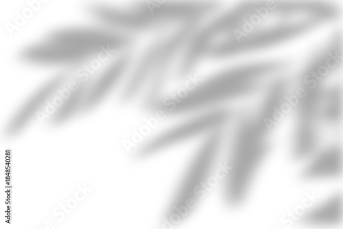 shadow overlay effects of realistic window and tree branch shadow with light blur on transparent background,Summer sunlight and dappled shadow overlay effect