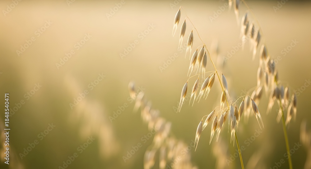 Fototapeta premium Close-up of sunlit golden oats swaying in a gentle morning breeze, illustrating natural beauty and a wholesome harvest concept