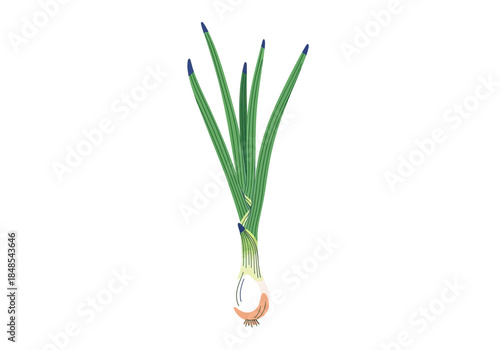 Watercolor illustration of a single green onion bulb with long green stalks