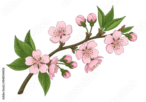 Delicate pink cherry blossom branch with open flower and closed bud illustration