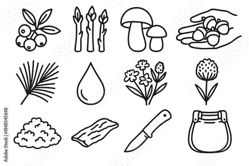 Forest Harvest Icons. Forest Harvest Set linear set: wild berries, edible shoots, mushroom pair (safe), acorn handful, pine needles, sap droplet, herbal flowers, seed head, moss