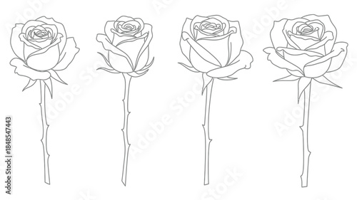 A delicate line art illustration of four blooming roses in a row