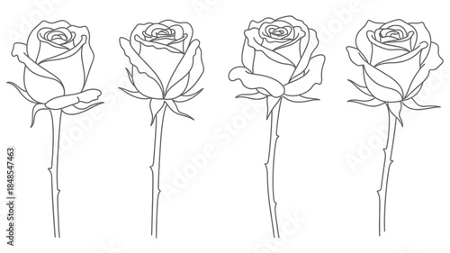 Four delicate rose sketches arranged in a simple elegant line illustration