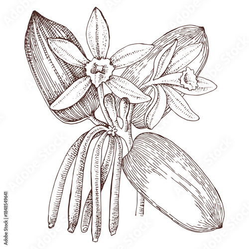 Vanilla hand drawn vector plant