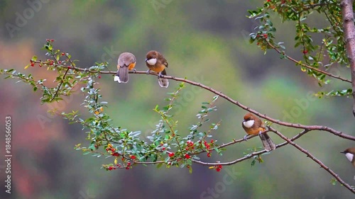 Small forest birds resting together on berry branch in natural habitat