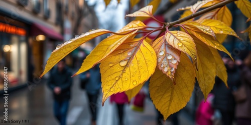yellow autumn leaves