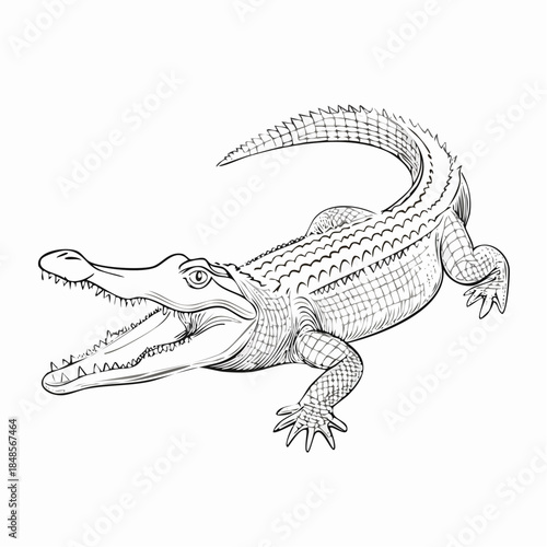Detailed crocodile sketch with open mouth and sharp teeth