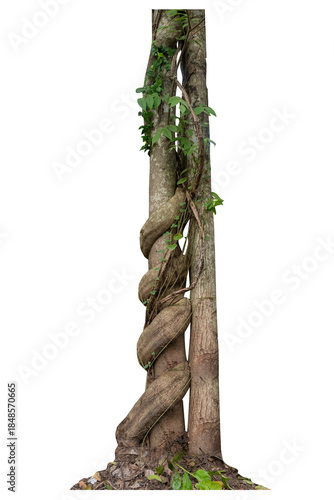 Forest tree trunks with climbing vines twisted liana plant and green leaves  isolated on white background, clipping path included.