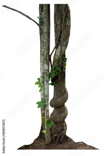 Forest tree trunks with climbing vines twisted liana plant and green leaves  isolated on white background, clipping path included.