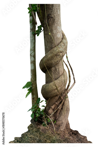 Forest tree trunks with climbing vines twisted liana plant and green leaves  isolated on white background, clipping path included.