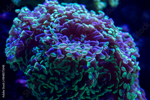 Close Up of Purple and Green Coral Underwater